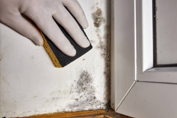 Best Residential Mold Inspection & Testing  in USA